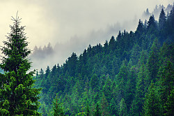 Obraz Slovenské lesy zs1053